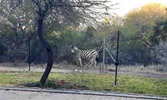 OFF THE GRID - Wildlife estate - BUFFELSDRIFT GAME RESERVE --Modern and spacious with beautiful view