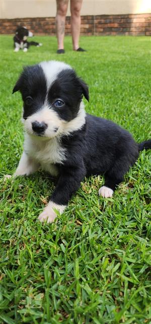 1x Female Border Collie 