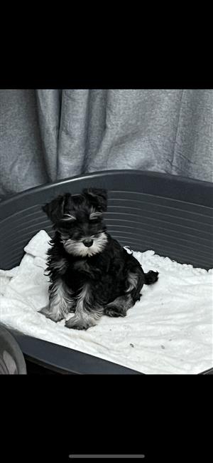 Miniature Schnauzer puppies 