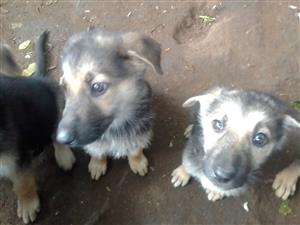 German shepherd puppies 🐶 