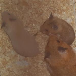 Syrian hamsters 