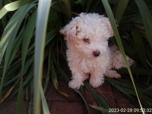 Poodle Puppies