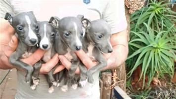 Italian Greyhound (small type) Puppies
