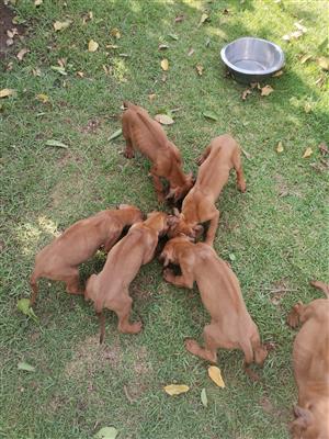 Puppies Rhodesian Ridgeback 