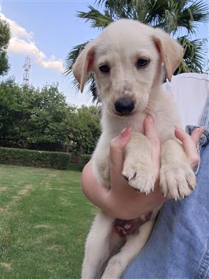 Golden Labrador Puppy