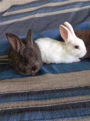 Beautiful baby bunnies/rabbits for sale