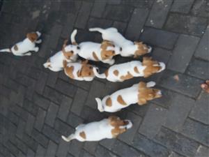 Purebred jack russel puppies for sale