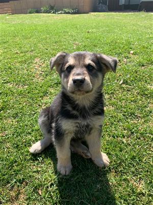  German Shepherd Labrador Mix ,Puppies For Sale,
