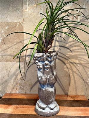 Plant in funny pot