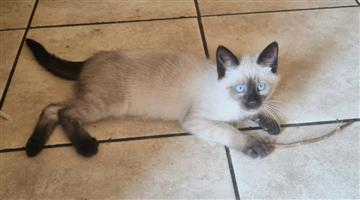 Siamese male kitten available 