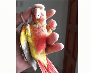 Hand reared Pineapple Conures - Tame bird