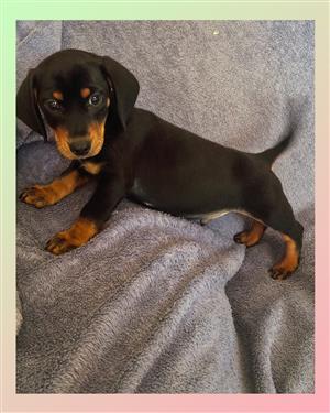Dachshund pups