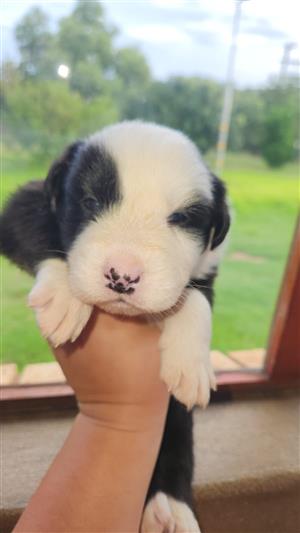 Aussie Collie puppies available 