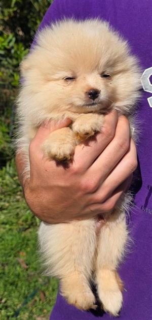 Beautiful Miniature Toypoms available 