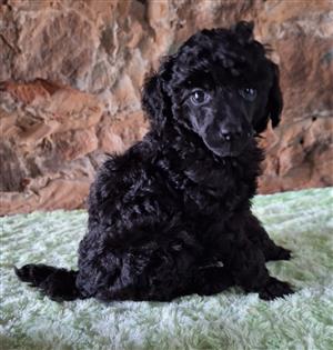 Toy Poodle puppies