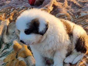 Pure breed Male Saint Bernard puppies for sale 