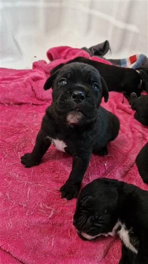 Pure bred Cane Corso(Italian mastiff) puppies