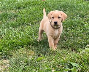 Loving Labrador retriever puppies for sale 9 weeks old 