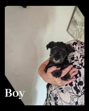 Schnauzer miniature puppies.