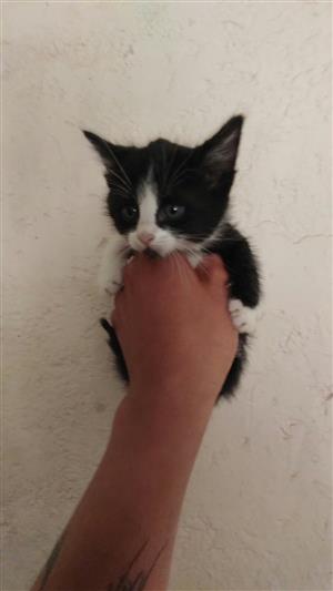 Adorable baby kittens for sale 