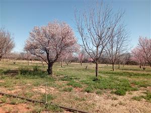 Vacant Land Residential For Sale in Orania