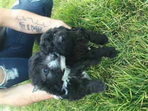 Male Toy French Poodle