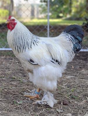Light Columbian Brahma Rooster. 8 months old. Tame.