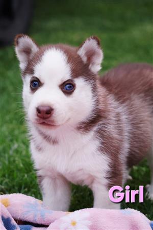 Husky puppies for sale