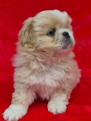 Pekingese Puppies Pure Bred