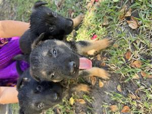 German Shepherd Puppies 