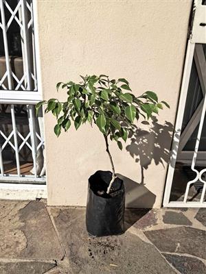 Variegated Ficus Benjamina in 10L bags (3 available)