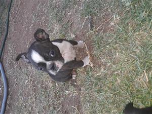 boston terrier puppies for sale junkmail