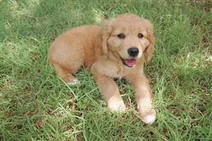 Golden retriever puppy for sale