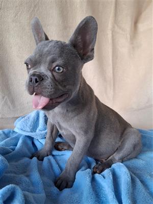 Lilac French Bulldog Male Puppy Available