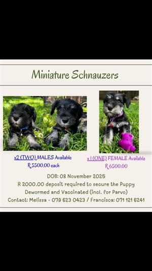 Miniature Schnauzer puppies for sale 