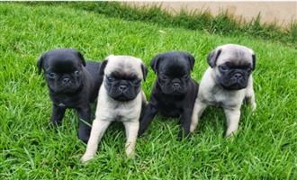 Pug puppies. 