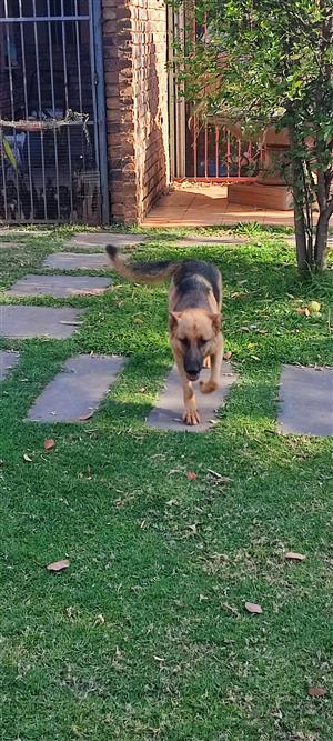 German Shepard puppy's 