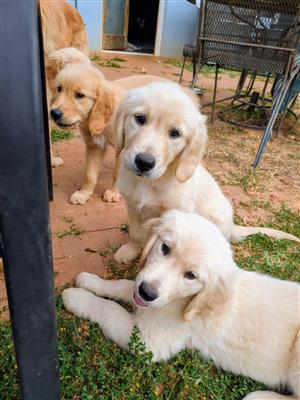 Golden retriever puppies for sale