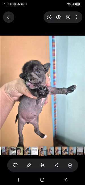 Chinese crested puppies 