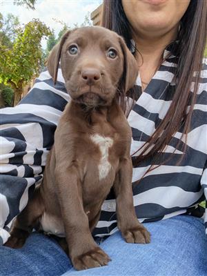 German Shorthaired Pointer Puppies for sale
