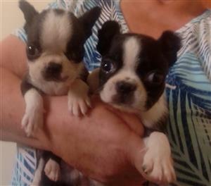 Purebred Boston terrier puppies