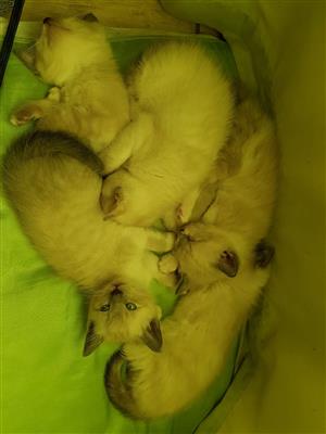 Adorable Siamese kittens for sale.