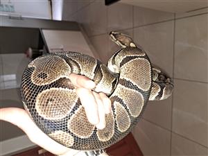 Ball python with full set up 