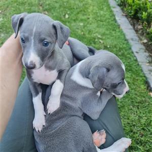 Italian Greyhound Puppies for sale in Bloemfontein (8 Weeks)