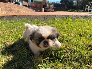 Miniature Pekingese puppies