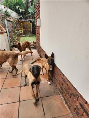 Belgian Malinois Puppies.