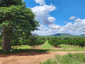 PRIME CITRUS EXPORT FARM FOR SALE – EXCEPTIONAL OPPORTUNITY