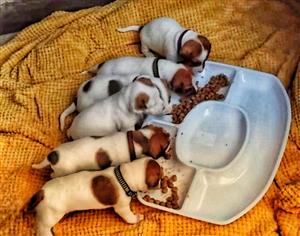Jack Russell puppies
