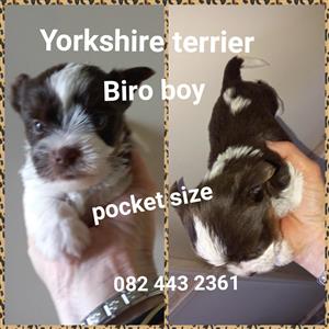 Yorkshire terrier babies