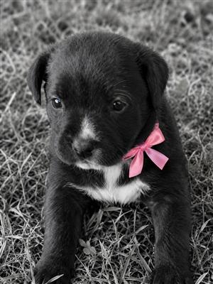 Most lovely Boerboel puppies 